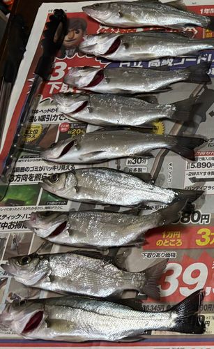 セイゴ（タイリクスズキ）の釣果