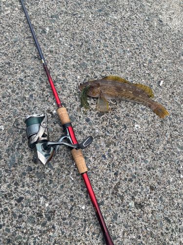 アイナメの釣果