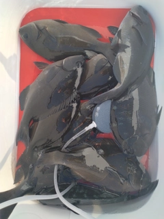 クチブトグレの釣果