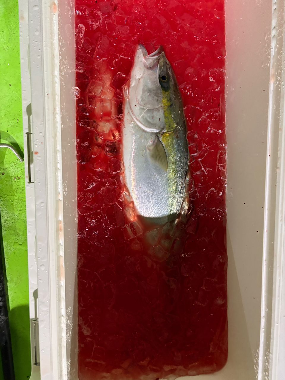 シゲゾーさんの釣果 1枚目の画像