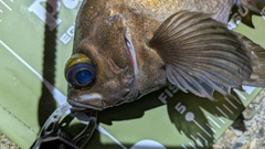 シロメバルの釣果