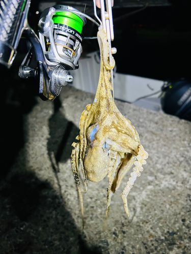 タコの釣果