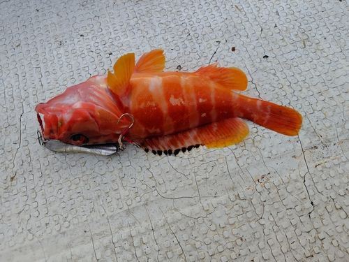 アカハタの釣果