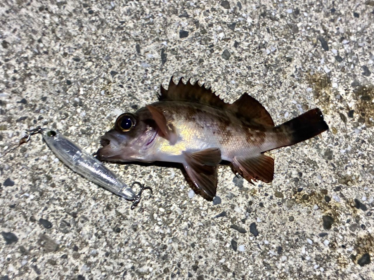 Gamakatsu ラグゼ 宵姫 爽 S73L-solidの最安値・インプレ・釣果 | 本音