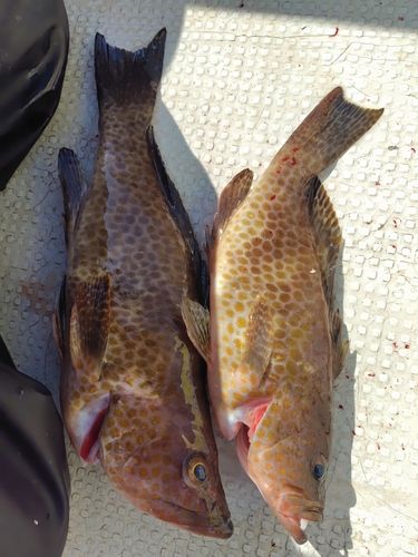 オオモンハタの釣果