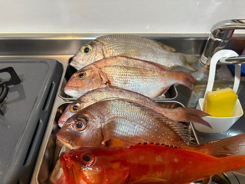 アカハタの釣果