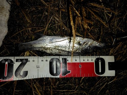 立田排水機場前