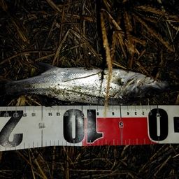 セイゴ（マルスズキ）