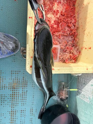 コバンザメの釣果