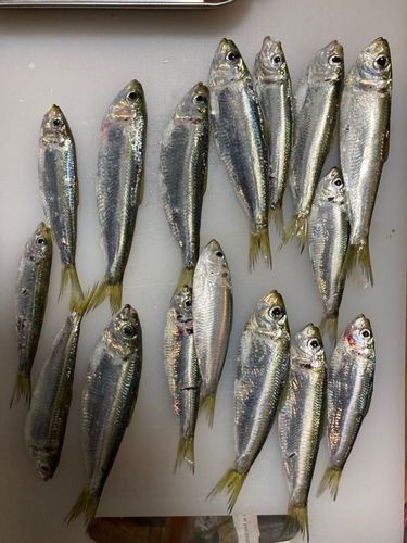 イケカツオの釣果