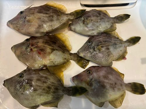 カワハギの釣果