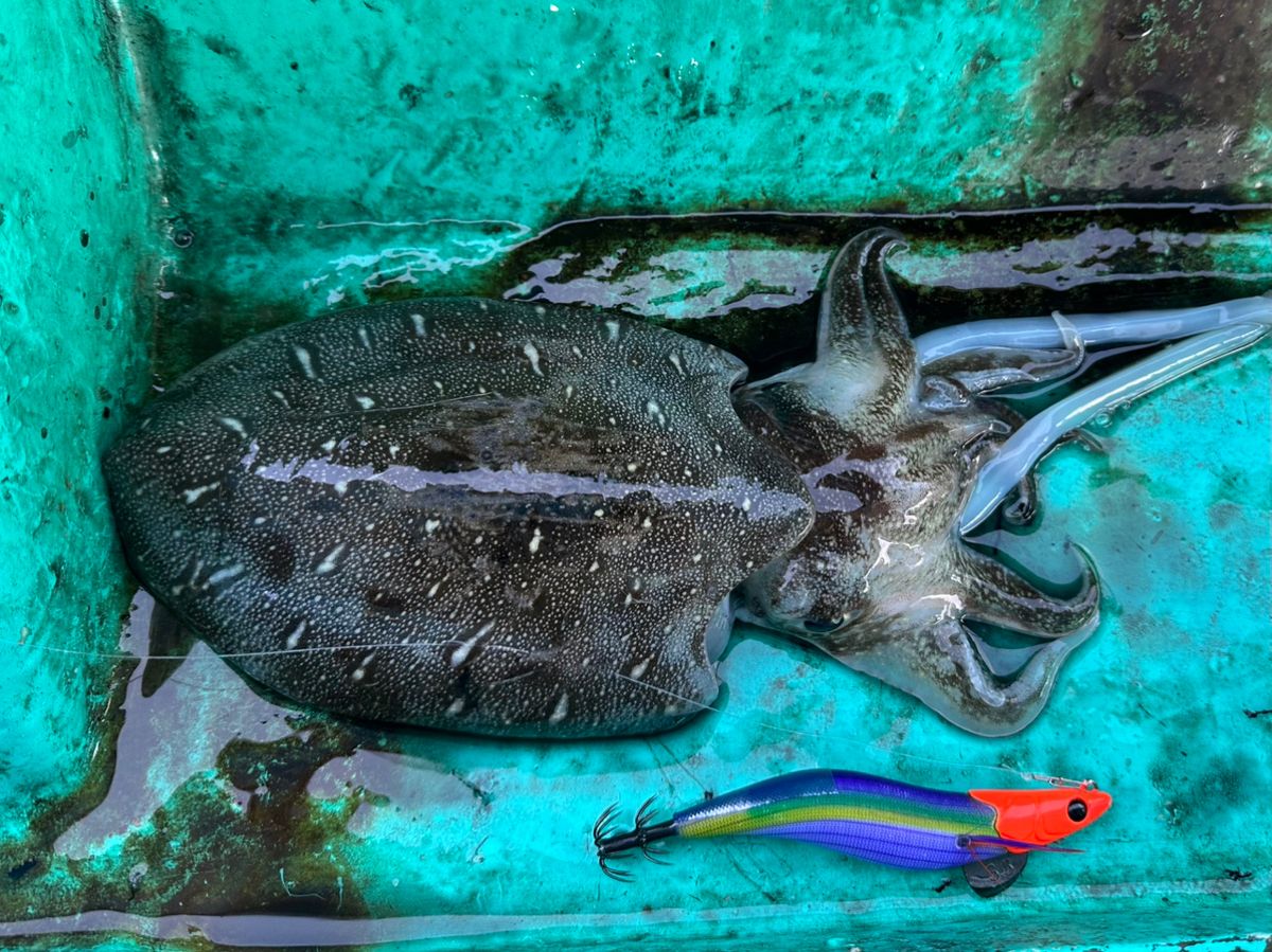 UOKINさんの釣果 1枚目の画像