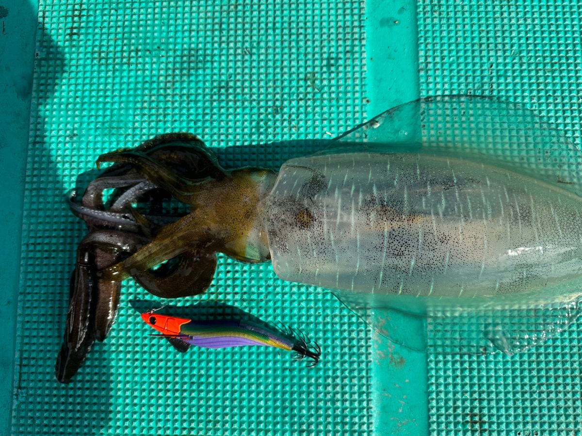 UOKINさんの釣果 2枚目の画像