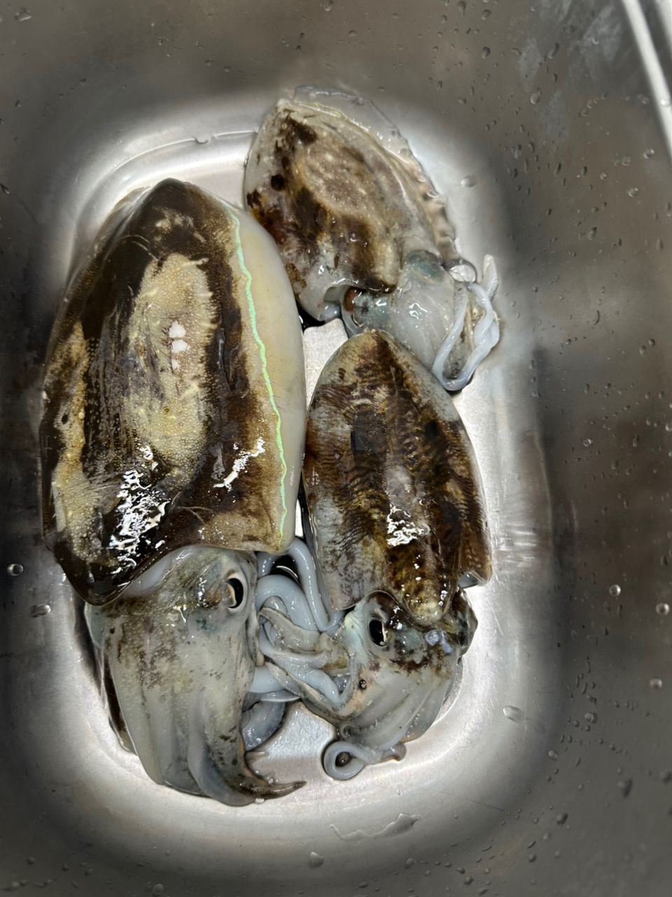 UOKINさんの釣果 3枚目の画像