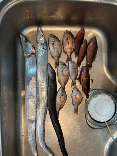 タチウオの釣果