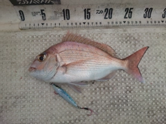 マダイの釣果