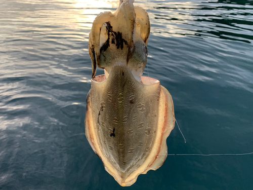 モンゴウイカの釣果
