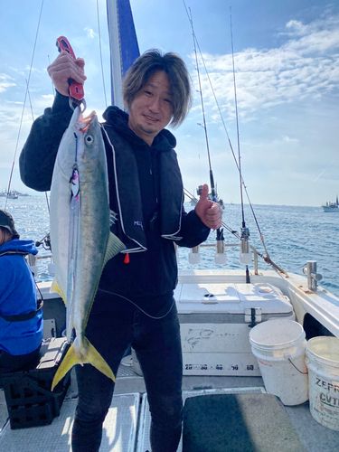 ハマチの釣果