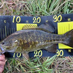 スモールマウスバス