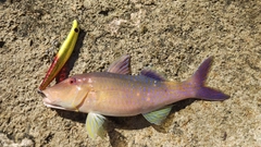 マルクチヒメジの釣果