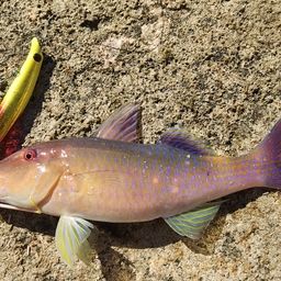 マルクチヒメジ