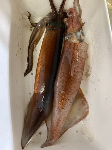 ヤリイカの釣果