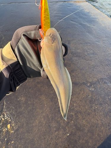シタビラメの釣果