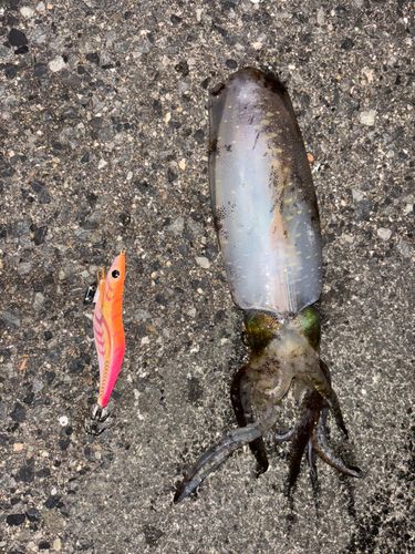アオリイカの釣果