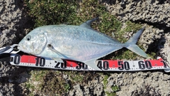 オニヒラアジの釣果