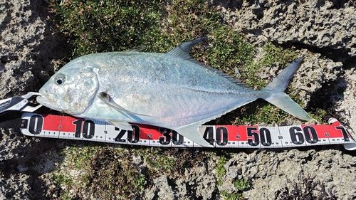 オニヒラアジの釣果