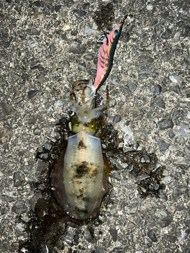 アオリイカの釣果