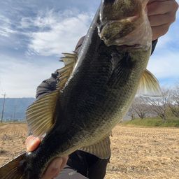 ブラックバス