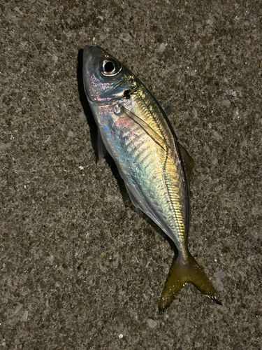 マアジの釣果