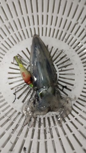 ヒイカの釣果
