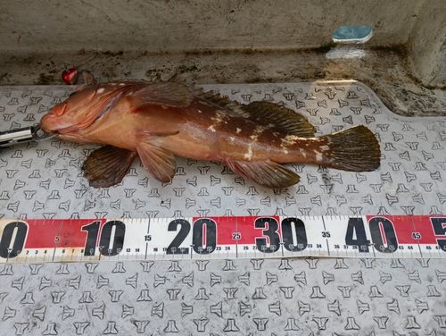 キジハタの釣果