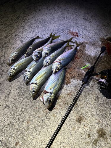 アジの釣果