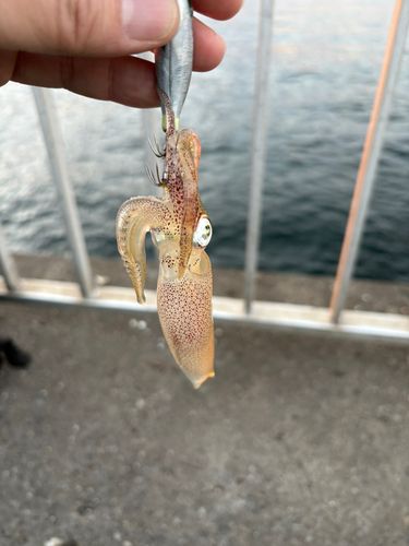 ヒイカの釣果