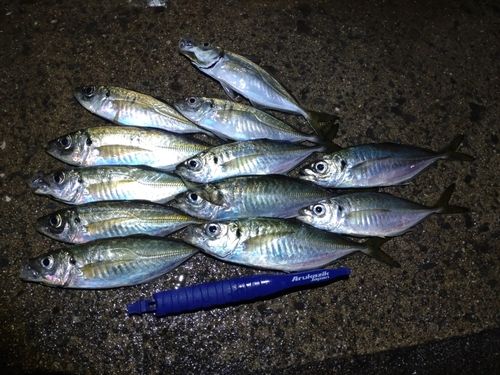 アジの釣果