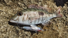 マトフエフキの釣果