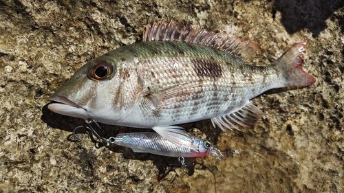 マトフエフキの釣果