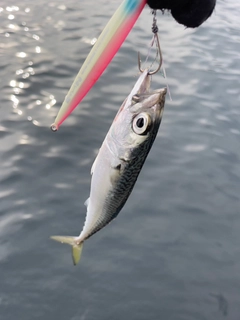 サバの釣果