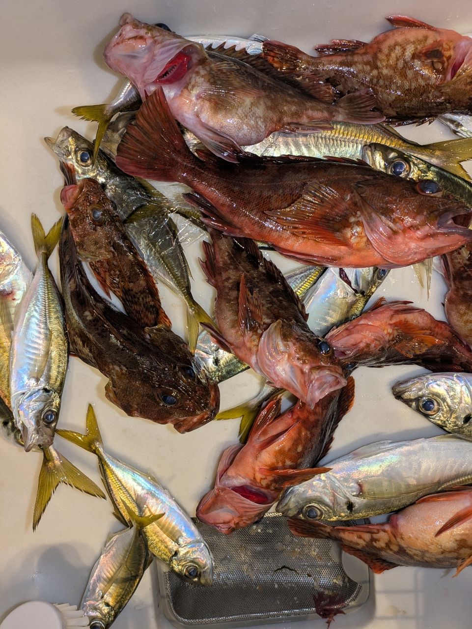 ぼにょんたペーニョさんの釣果 3枚目の画像