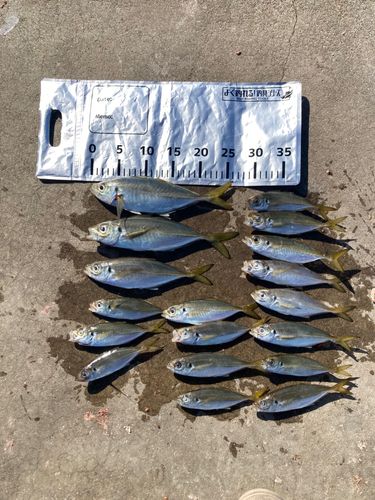 アジの釣果