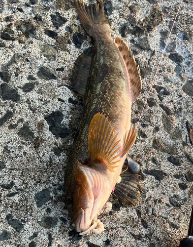 アイナメの釣果