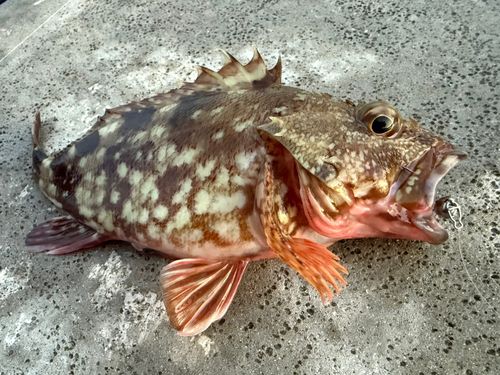 カサゴの釣果