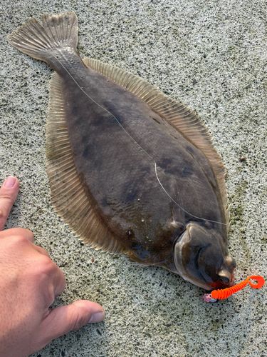 マガレイの釣果