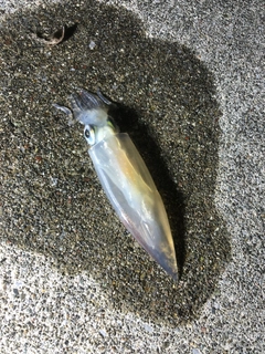 ヤリイカの釣果