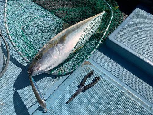 ヒラマサの釣果