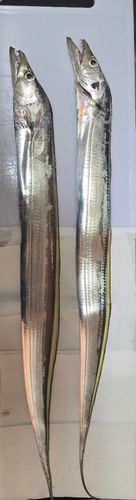 タチウオの釣果