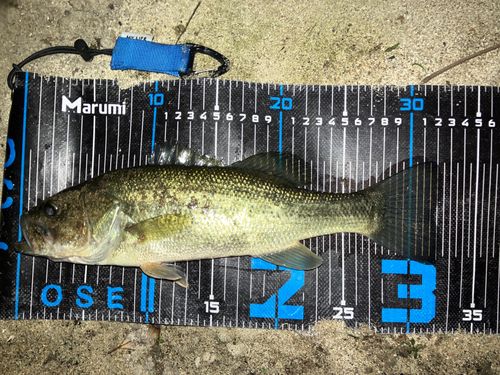 ブラックバスの釣果